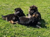 À vendre 5 chiots Bergers Allemands LOF à poil long
