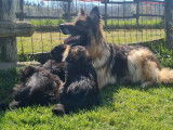 À vendre 5 chiots Bergers Allemands LOF à poil long