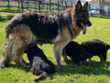 À vendre 5 chiots Bergers Allemands LOF à poil long