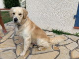 Mâle Golden Retriever pour saillie