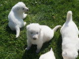 Sublimes chiots Bergers Blancs Suisses non LOSH disponibles en mai 2022 : trois femelles et quatre mâles