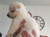 Chiots Berger Blanc Suisse LOF à vendre