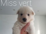 Chiots Berger Blanc Suisse LOF à vendre