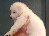 Chiots Berger Blanc Suisse LOF à vendre