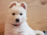 Chiots Berger Blanc Suisse LOF à vendre
