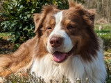Berger Australien LOF confirmé pour saillie