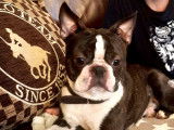 Mâle Boston Terrier disponible pour saillie
