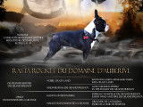 Mâle Boston Terrier disponible pour saillie