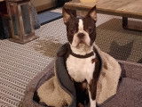 Mâle Boston Terrier disponible pour saillie