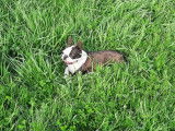 Portée de Boston Terrier à naître