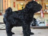 Chiot Puli LOF à vendre