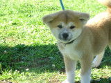 Chiots Akita Inu LOF à vendre