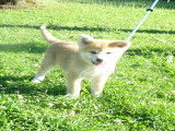 Chiots Akita Inu LOF à vendre