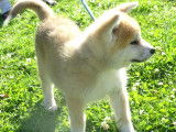 Chiots Akita Inu LOF à vendre