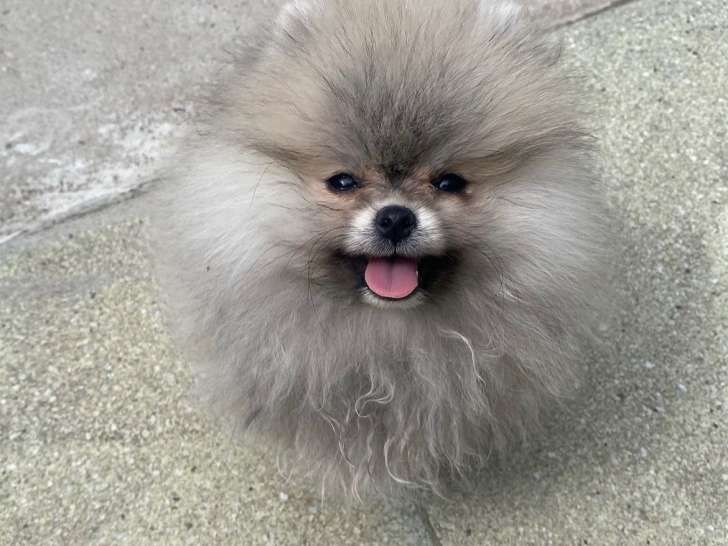 Pomeranian avec pedigree à vendre
