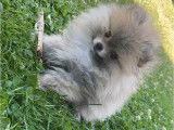 Pomeranian avec pedigree à vendre