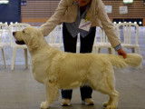 Magnifique mâle Golden Retriever LOF pour saillie