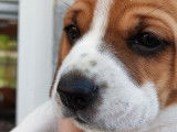Chiots Beagle lemon à vendre