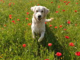 Golden Retriever LOF pour saillie