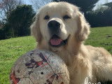 Golden Retriever LOF pour saillie