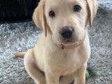 Labrador croisé Golden Retriever pour saillie