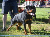 Chiots Rottweiler LOF à réserver