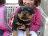 Chiots Rottweiler LOF à réserver