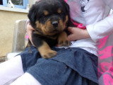 Chiots Rottweiler LOF à réserver