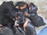 Chiots Pinschers nains à vendre (2 Femelles & 2 Mâles)