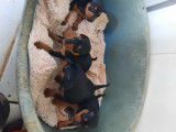Chiots Pinschers nains à vendre (2 Femelles & 2 Mâles)