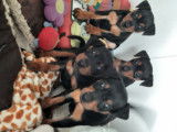 Chiots Pinschers nains à vendre (2 Femelles & 2 Mâles)
