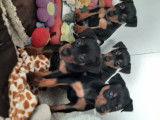 Chiots Pinschers nains à vendre (2 Femelles & 2 Mâles)