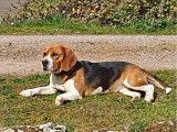 Trois magnifiques m&acirc;les Beagle LOF &agrave; vendre