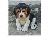 Trois magnifiques m&acirc;les Beagle LOF &agrave; vendre