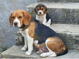Trois magnifiques m&acirc;les Beagle LOF &agrave; vendre
