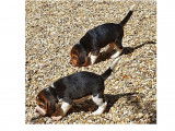Trois magnifiques m&acirc;les Beagle LOF &agrave; vendre