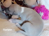 Chiots Whippet LOF à vendre