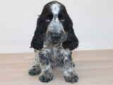 Chiots Cocker Anglais LOF à vendre