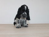 Chiots Cocker Anglais LOF à vendre