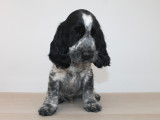 Chiots Cocker Anglais LOF à vendre