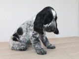 Chiots Cocker Anglais LOF à vendre