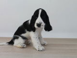 Chiots Cocker Anglais LOF à vendre