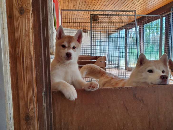 Chiots Huskies Sibériens à vendre (2 Femelles)