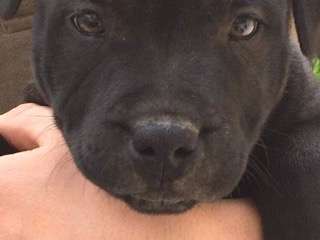 Chiot mâle Staffordshire Bull Terrier LOF à vendre