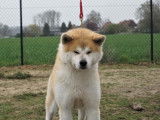 Akita Inu LOSH pour saillie