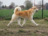 Akita Inu LOSH pour saillie