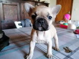 Chiots Bouledogue Français exotiques à vendre