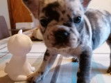 Chiots Bouledogue Français exotiques à vendre