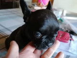 Chiots Bouledogue Français exotiques à vendre