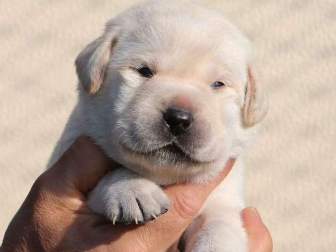 Réservation pour 7 chiots Labradors Retrievers sables LOF